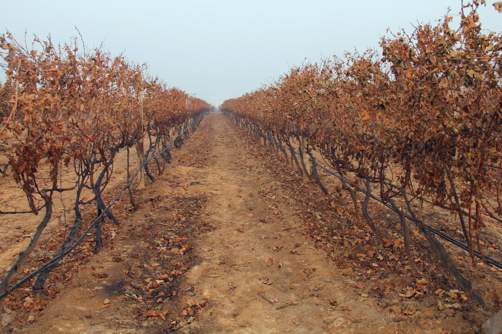 15487466798038.jpg IMG_4643_副本.jpg