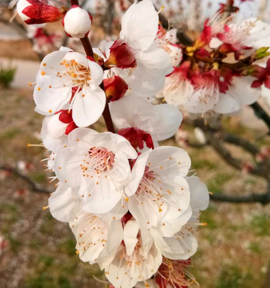 15857228996108.jpg 微信圖片_20200318085959.jpg