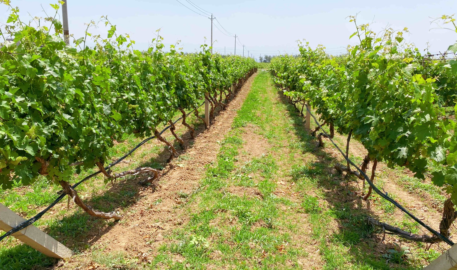 16219343327653.jpg 2.jpg