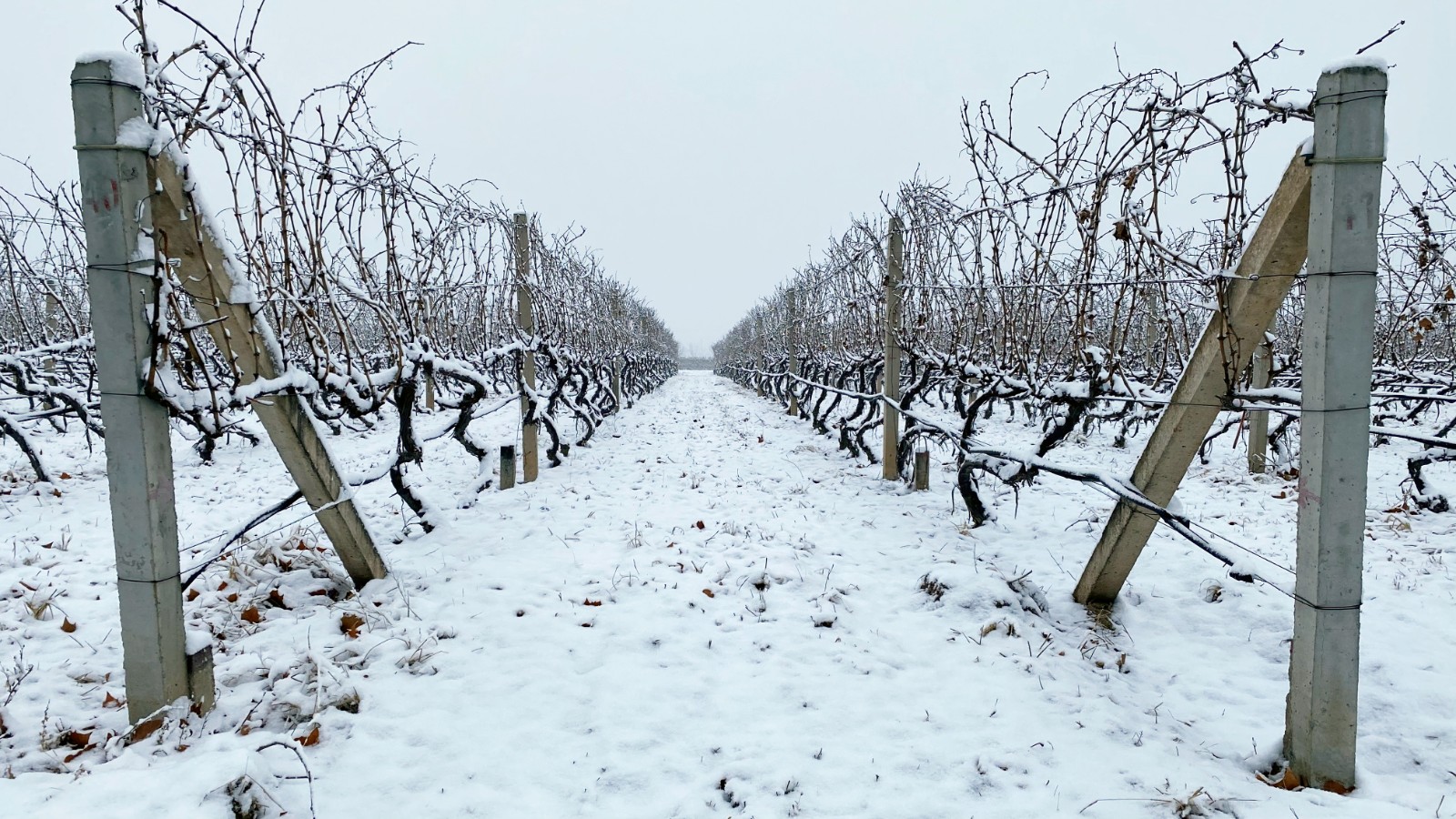 16438617467518.jpg 微信圖片_20220128085141.jpg