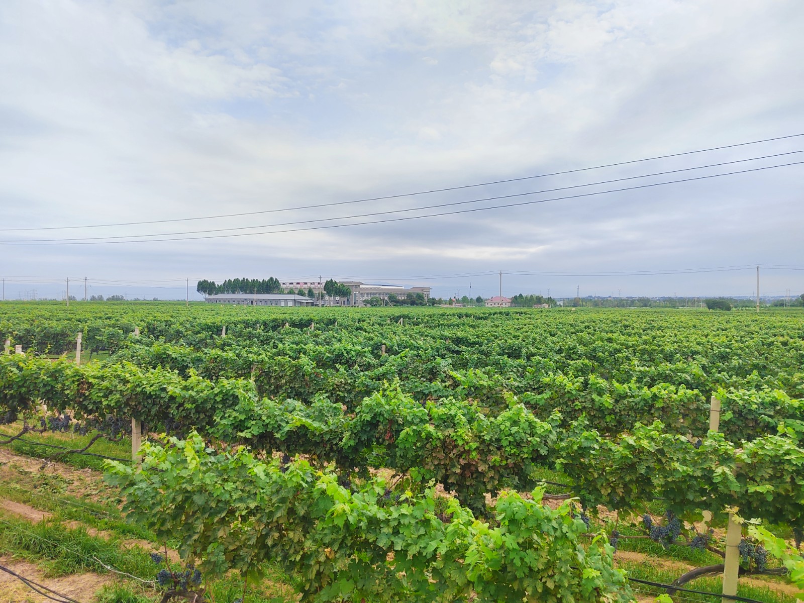 17575562128535.jpg 448717794809443118.jpg